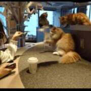 東雲くるみ 久々に セクシーキャット 神田店