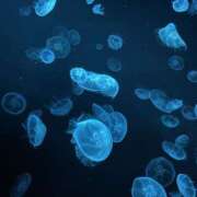 ヒメ日記 2026/03/05 22:44 投稿 つぼみ ケープエンジェル