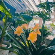 ヒメ日記 2026/04/02 08:30 投稿 つぼみ ケープエンジェル