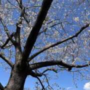 ヒメ日記 2026/04/14 17:40 投稿 つぼみ ケープエンジェル