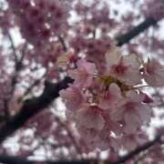 ヒメ日記 2026/03/25 17:24 投稿 まこ 即アポ奥さん ～津・松阪店～