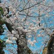 ヒメ日記 2026/03/11 14:31 投稿 すずめ 即アポマダム～名古屋店～