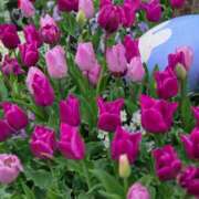 ヒメ日記 2026/04/07 09:10 投稿 せいか 性腺熟女100％本店（デリヘル市場）