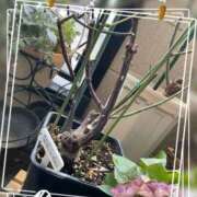 ヒメ日記 2026/02/06 15:10 投稿 ひなた モアグループ宇都宮人妻花壇