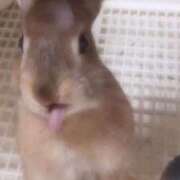 ヒメ日記 2026/04/10 23:30 投稿 ひい でりどす