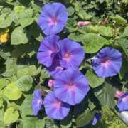 ヒメ日記 2026/01/25 23:07 投稿 あいさ VIVIDCREW 梅田堂山店