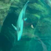 ヒメ日記 2026/04/01 15:34 投稿 あいさ VIVIDCREW 梅田堂山店