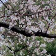 ヒメ日記 2026/03/27 17:39 投稿 さやか Queen Angel(クイーンエンジェル)