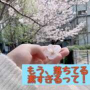 さやか 桜が！！ Queen Angel(クイーンエンジェル)