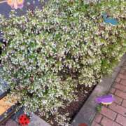 ヒメ日記 2026/04/08 14:45 投稿 さやか Queen Angel(クイーンエンジェル)