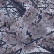 いろは 4/4のお礼日記 バッドカンパニー土浦店