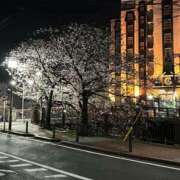 ヒメ日記 2026/03/29 08:02 投稿 おとは JAPAN CLUB BUNNY LOUNGE