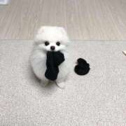 うに 次回4/21〜🤍🙋 PHANTOM(ファントム)