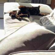 ヒメ日記 2026/03/30 19:50 投稿 かえで 横浜ひよこ倶楽部