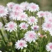 ヒメ日記 2026/06/06 09:55 投稿 香華美-かがみ- 人妻倶楽部 花椿大崎店