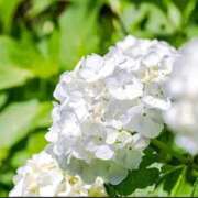 ヒメ日記 2026/07/28 11:45 投稿 香華美-かがみ- 人妻倶楽部 花椿大崎店