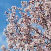 こはく お花見〜🌸 海物語