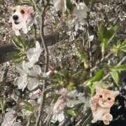 涼☆唯一無二の存在感 🌸桜🌸 ジャックと豆の木