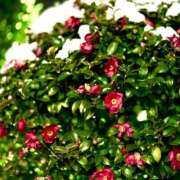 ヒメ日記 2026/02/12 16:01 投稿 更紗みな 華椿