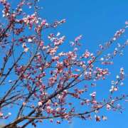 ヒメ日記 2026/03/21 17:01 投稿 更紗みな 華椿