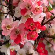 ヒメ日記 2026/04/01 20:16 投稿 更紗みな 華椿