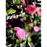 更紗みな ?お休みします??♀? 華椿