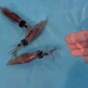 ヒメ日記 2026/04/25 18:46 投稿 更紗みな 華椿