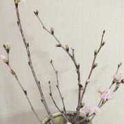 ヒメ日記 2026/01/29 11:25 投稿 二条いぶき 熟女パラダイス池袋店(カサブランカグループ)