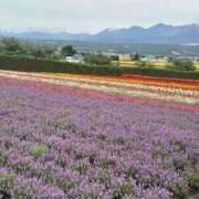 ヒメ日記 2026/09/05 18:16 投稿 いおり 吉原ファーストレディ