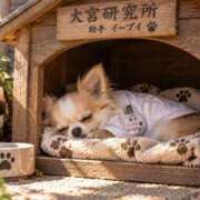 ヒメ日記 2026/10/12 03:46 投稿 内田あおい MADAM