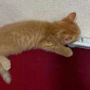 ヒメ日記 2026/01/23 21:47 投稿 さつき トマトなび