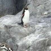 ヒメ日記 2026/02/09 22:26 投稿 らむね ぷるるん小町梅田店