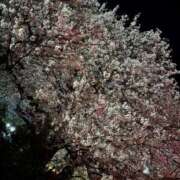 ヒメ日記 2026/04/09 22:44 投稿 うた i-doll（あいどーる）