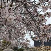 ヒメ日記 2026/04/05 13:52 投稿 りん i-doll（あいどーる）