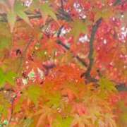 もみじ イベント開催中！明日います！ i-doll（あいどーる）