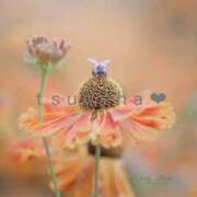 ヒメ日記 2026/04/29 19:31 投稿 月葉 素人妻達☆マイふぇらレディー