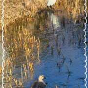 ヒメ日記 2026/02/20 00:50 投稿 川本智子 五十路マダムエクスプレス船橋店(カサブランカグループ)