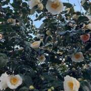 ヒメ日記 2026/03/23 10:21 投稿 小宮 誘惑マル秘ミセス