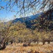 ヒメ日記 2026/02/01 17:31 投稿 みこと 丸妻 横浜本店