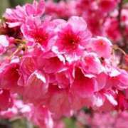 ヒメ日記 2026/02/23 22:53 投稿 みこと 丸妻 横浜本店