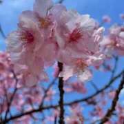 ヒメ日記 2026/03/14 14:17 投稿 優華(ゆか) 人妻出逢い会 百合の園 山の手本店