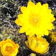 ヒメ日記 2026/03/24 18:08 投稿 優華(ゆか) 人妻出逢い会 百合の園 山の手本店