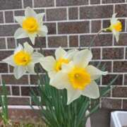 ヒメ日記 2026/04/17 21:57 投稿 優華(ゆか) 人妻出逢い会 百合の園 山の手本店