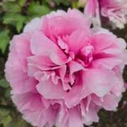 ヒメ日記 2026/04/24 23:43 投稿 優華(ゆか) 人妻出逢い会 百合の園 山の手本店