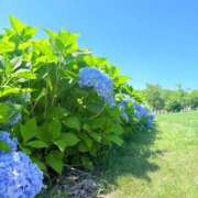 ヒメ日記 2026/08/02 16:49 投稿 月魚　つゆ プルプル札幌性感エステ はんなり
