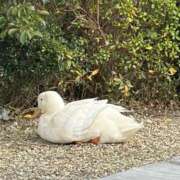 ヒメ日記 2026/02/04 10:39 投稿 うみ ピンクコレクション大阪キタ店