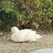 ヒメ日記 2026/02/04 10:42 投稿 うみ ピンクコレクション尼崎店