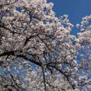 ヒメ日記 2026/04/08 16:20 投稿 高橋麻衣(たかはしまい) 鶯谷ナンバーワン