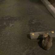 ヒメ日記 2026/02/22 20:32 投稿 かなた ぽっちゃり巨乳素人専門店ぷにめろ池袋店