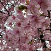 ヒメ日記 2026/02/25 13:00 投稿 ゆきな えちちSPA-えっちな回春性感マッサージ-五反田店